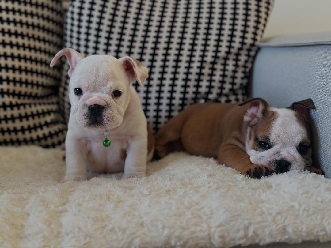 English bulldog puppy 