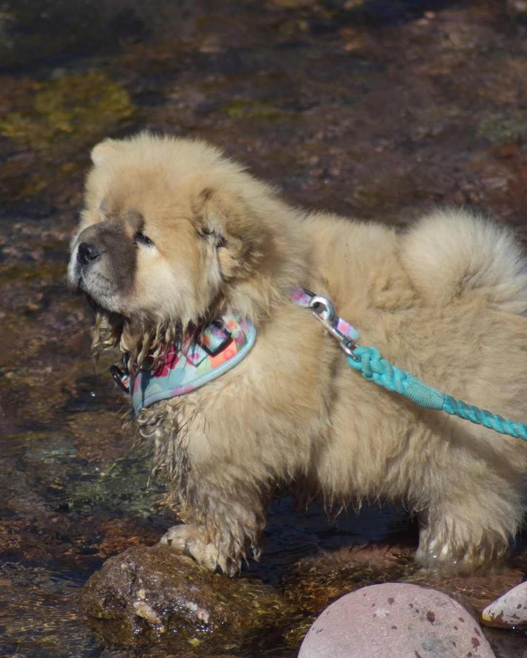 CHOW CHOW PUPPIES FOR SALE 