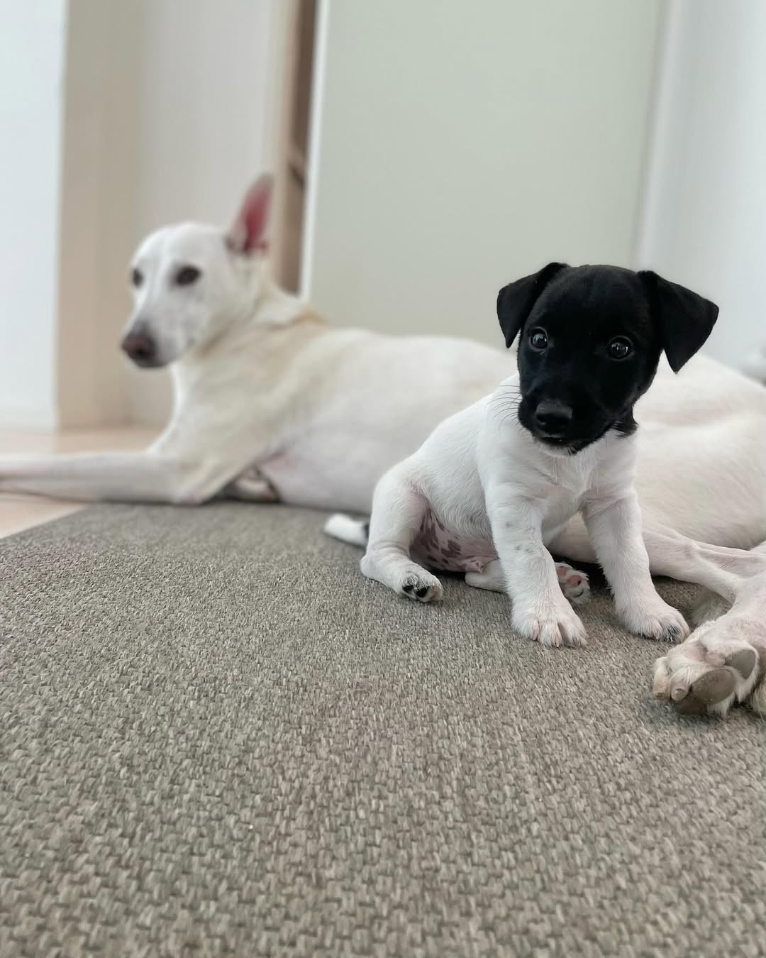 Jack Russell Terrier for sale 