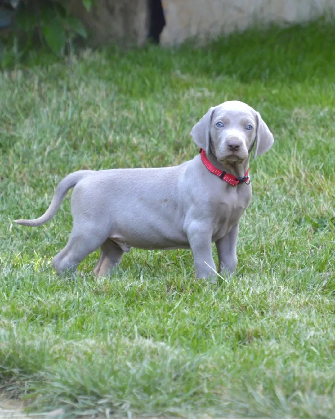 Weimaraner