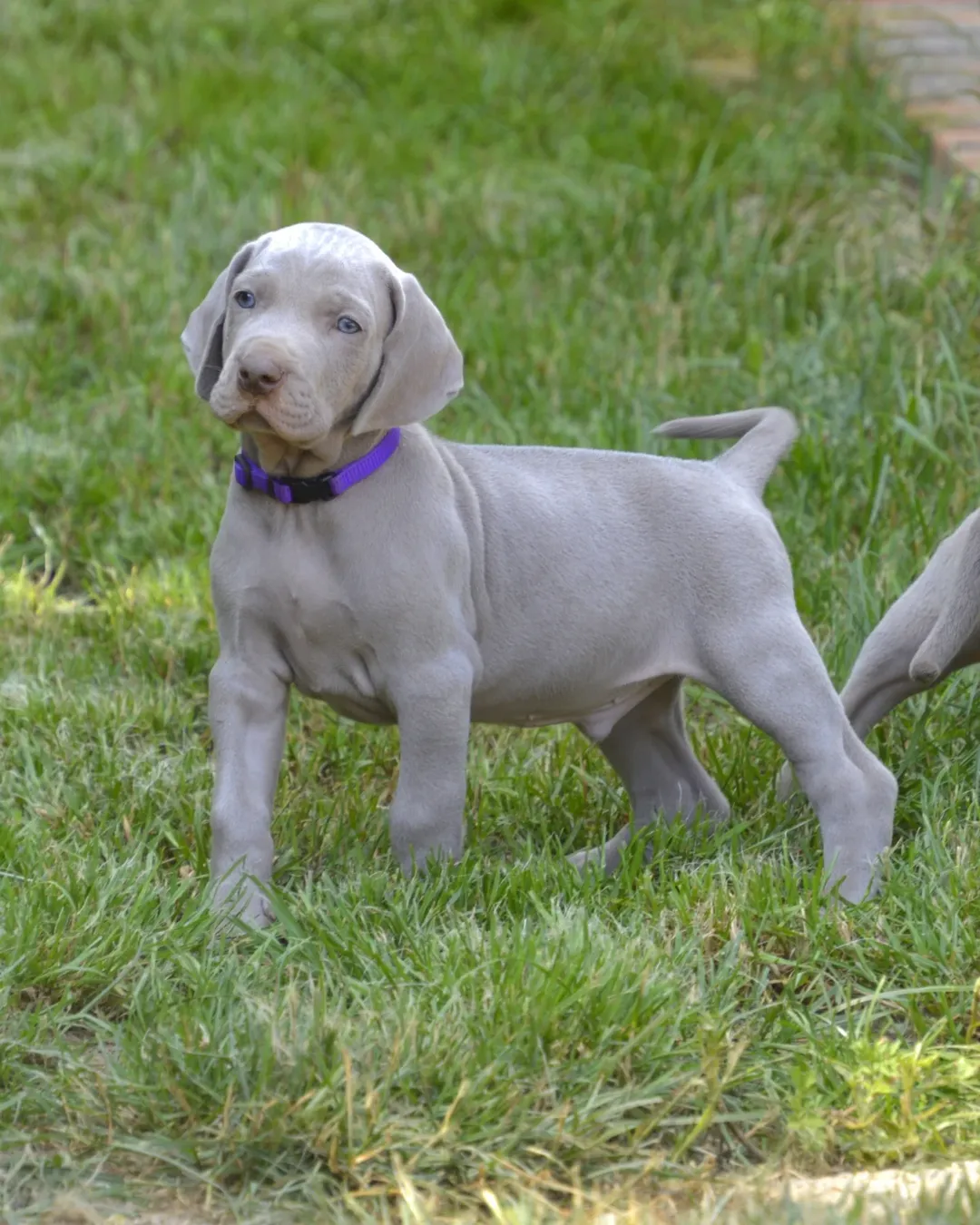 Weimaraner PUPPIES 
