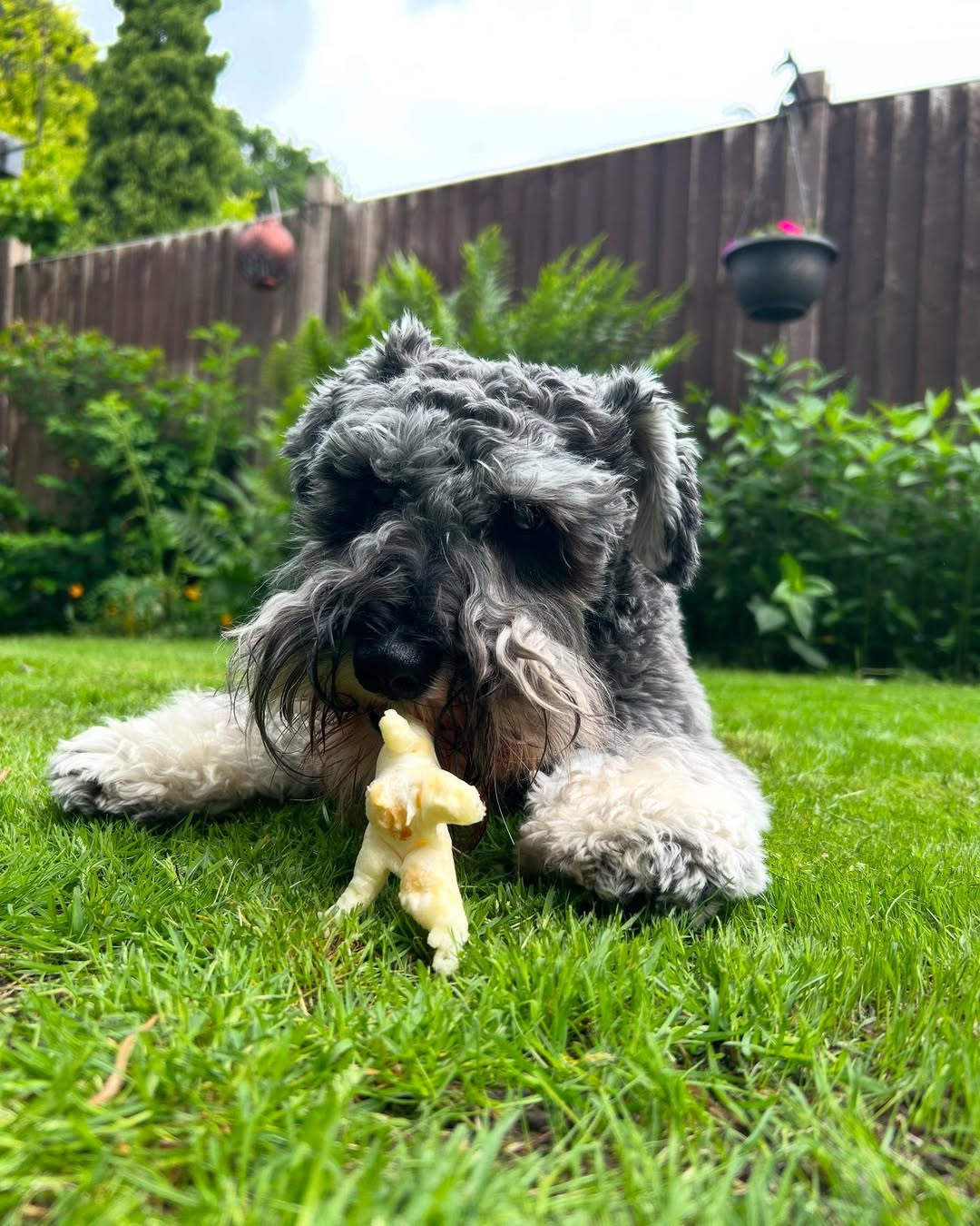 Miniature Schnauzer