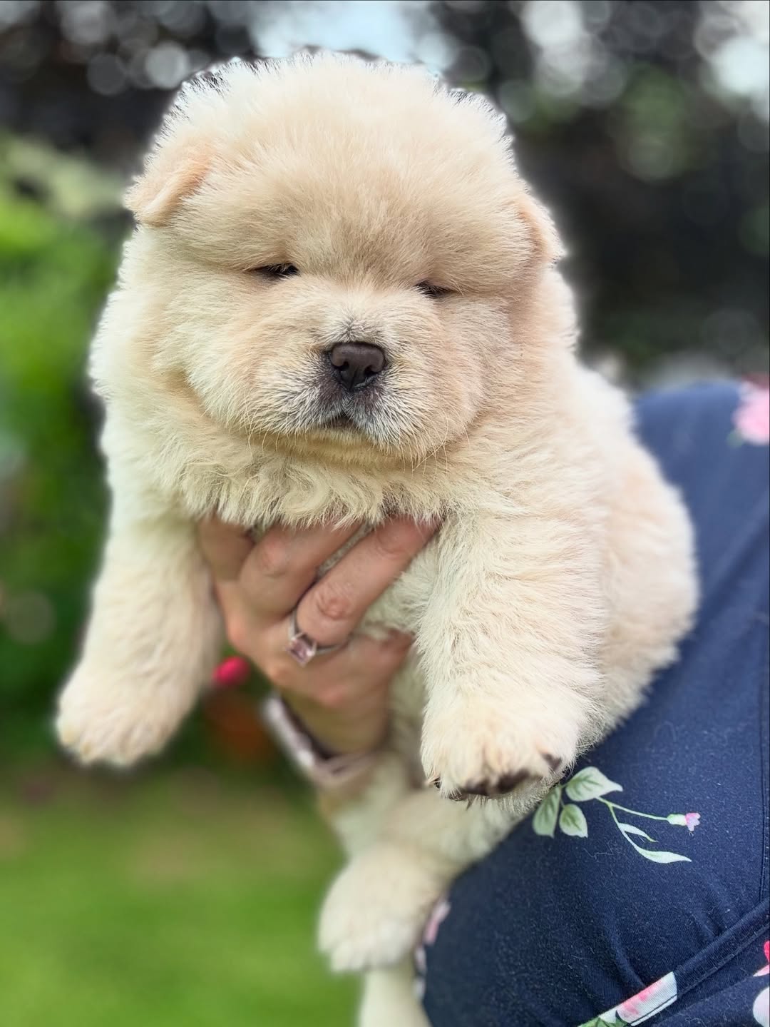 CHOW CHOW PUPPIES FOR SALE 