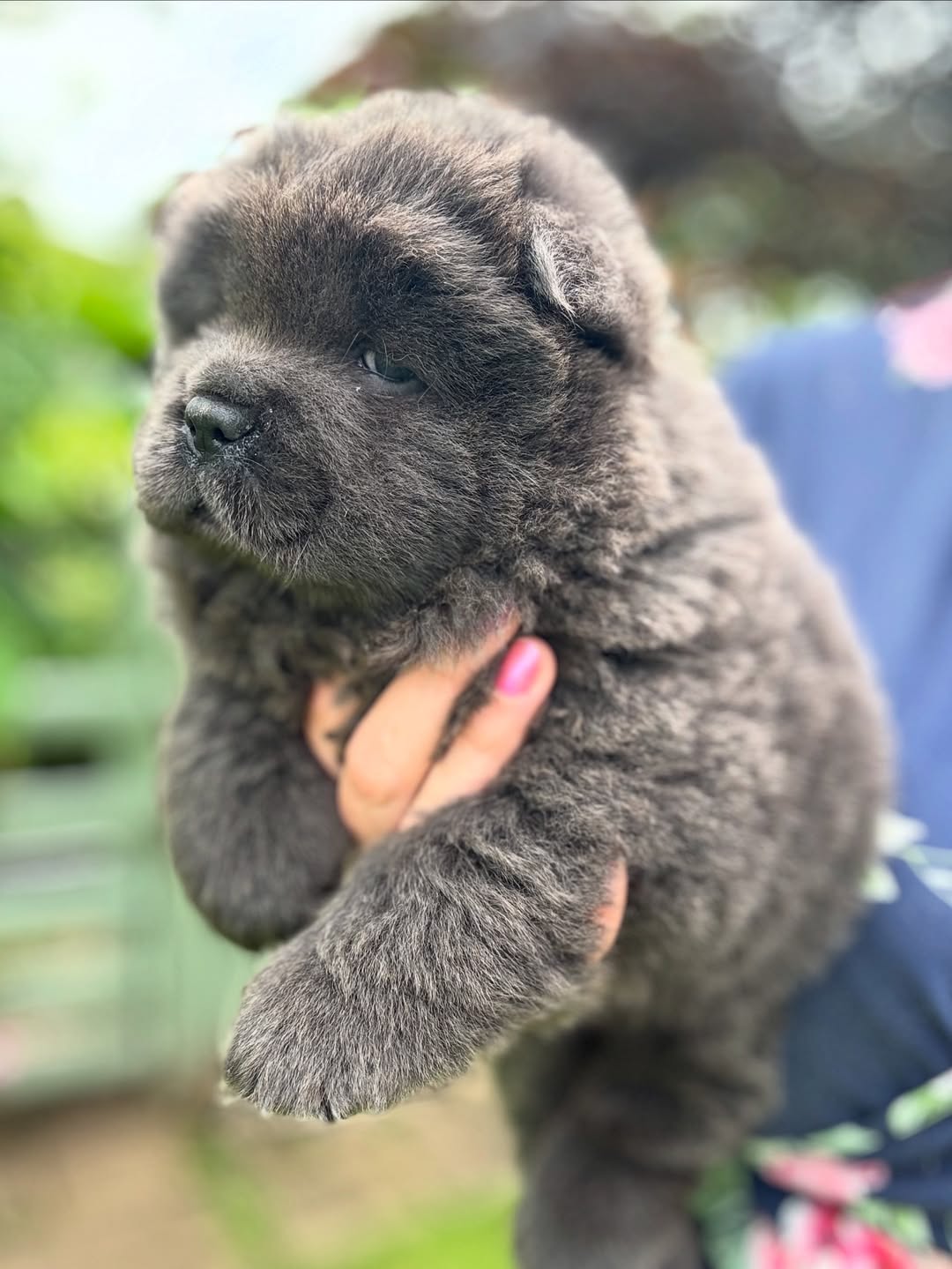 CHOW CHOW PUPPIES FOR SALE 