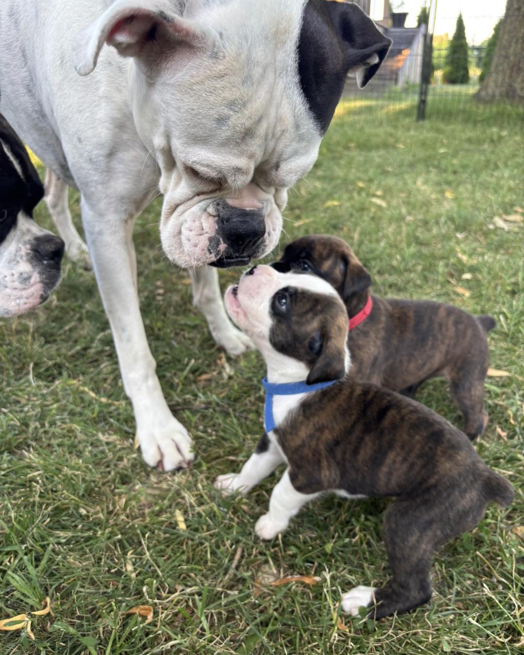 Boxer puppies for sale 