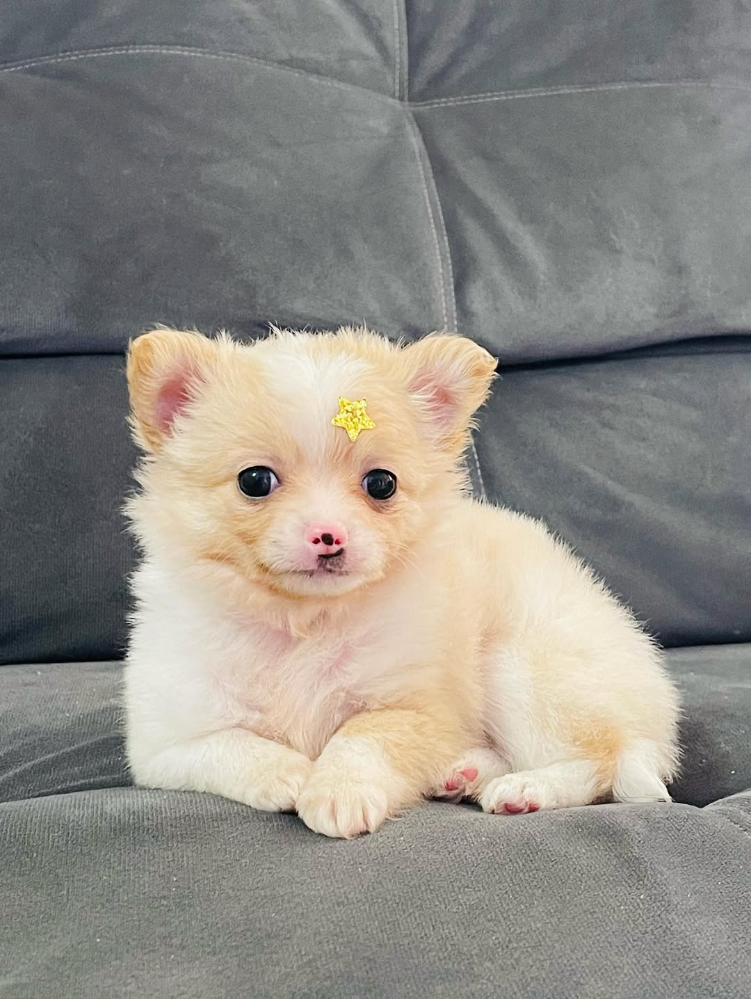 Chihuahua puppies for sale 