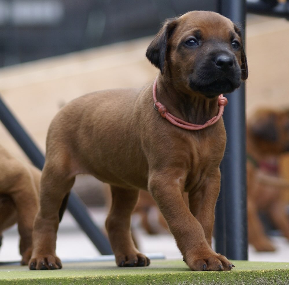 Rhodesian Ridgeback for sale 