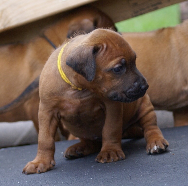 Rhodesian Ridgeback for sale 
