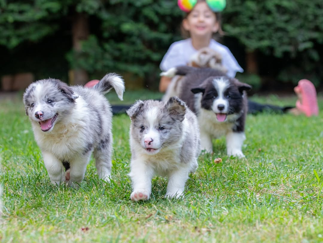 border collie puppies for sale 