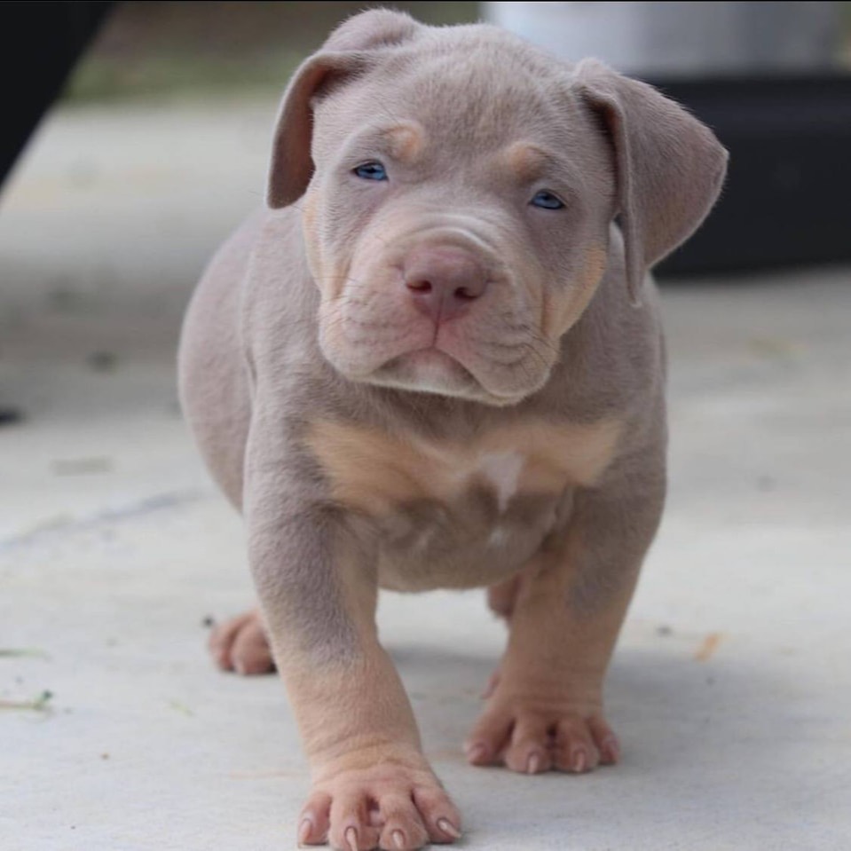 Pitbull puppies for adoption 