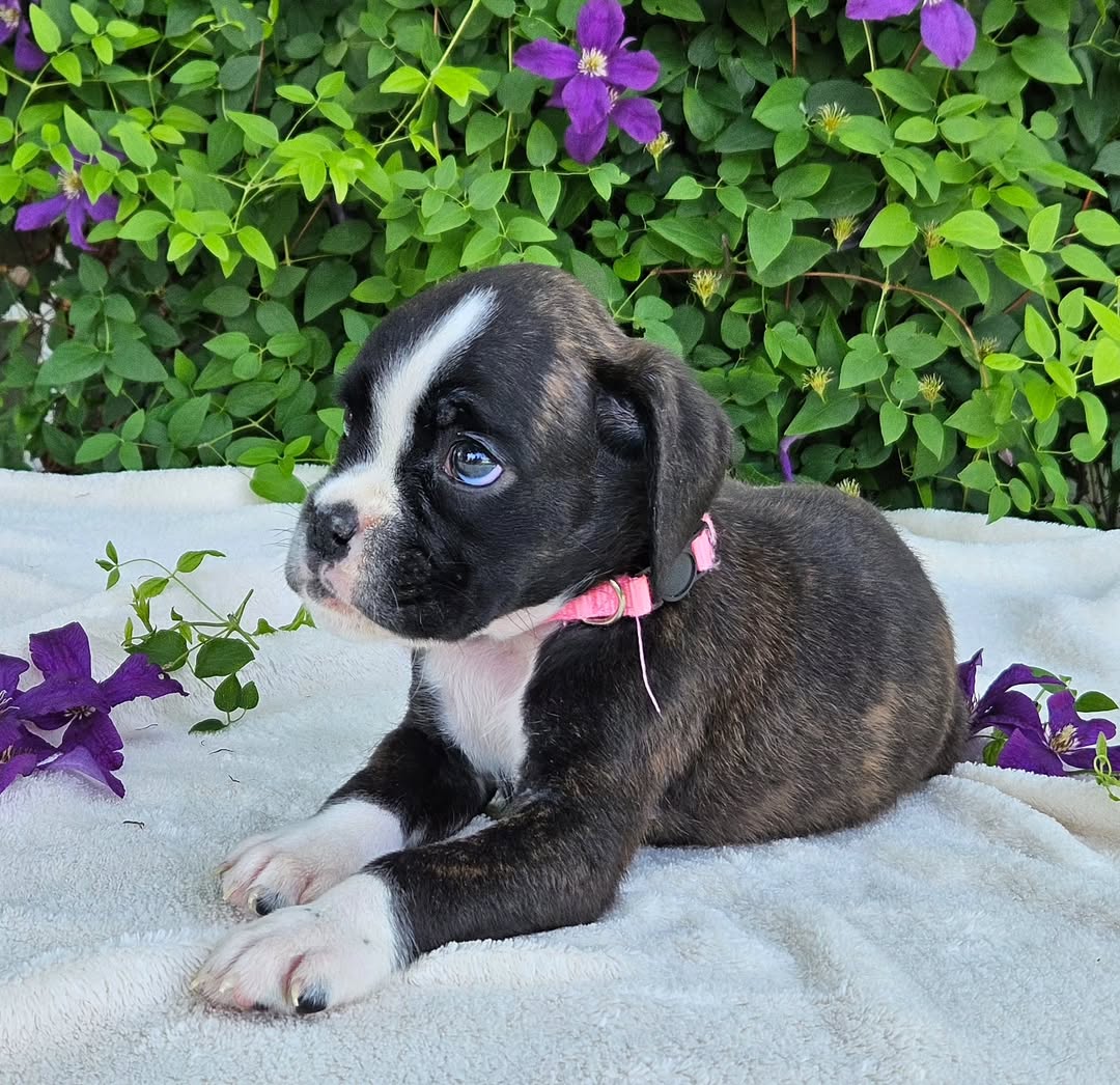 Boxer Puppies 