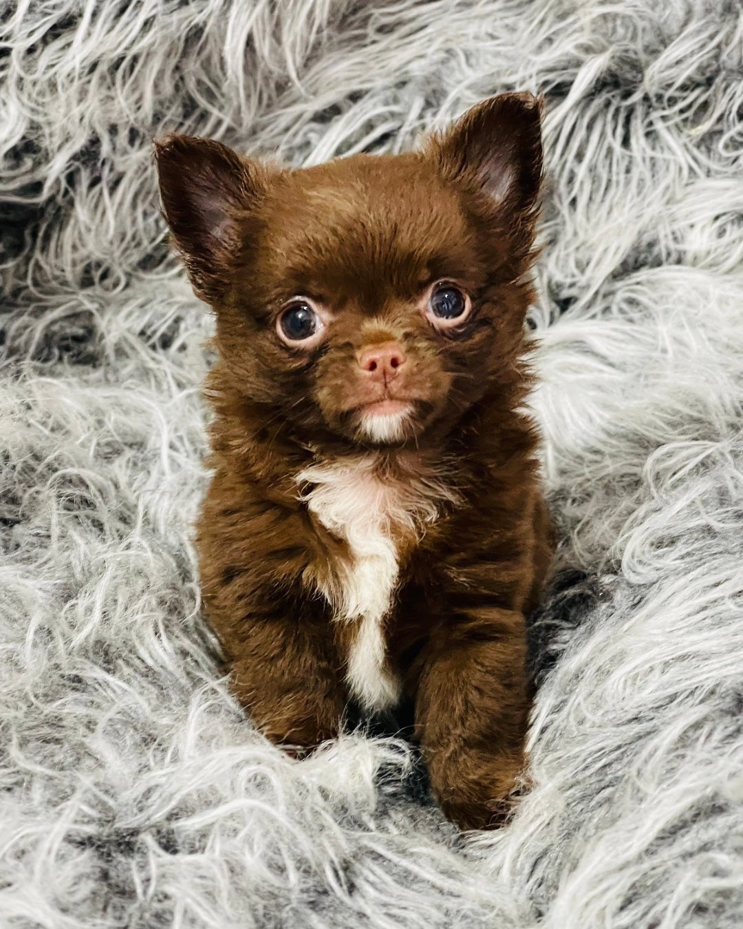 Chihuahua puppy