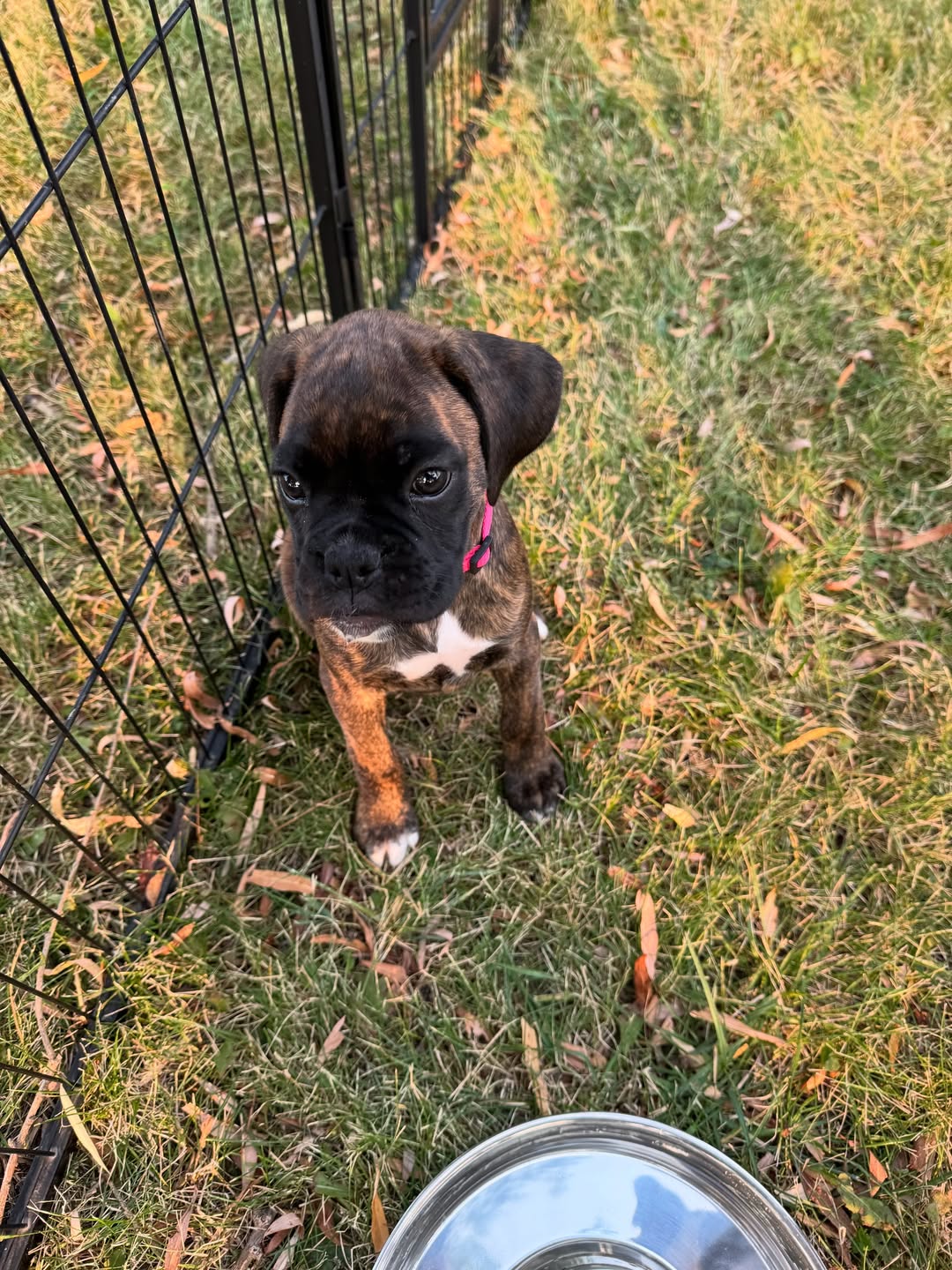 Boxer puppies for sale 