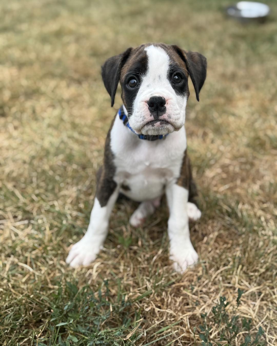 Boxer puppies for sale 