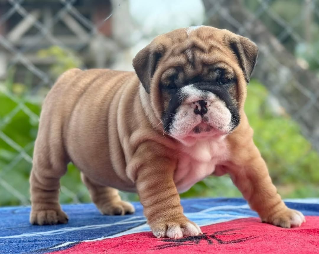 Bulldog puppies for sale 