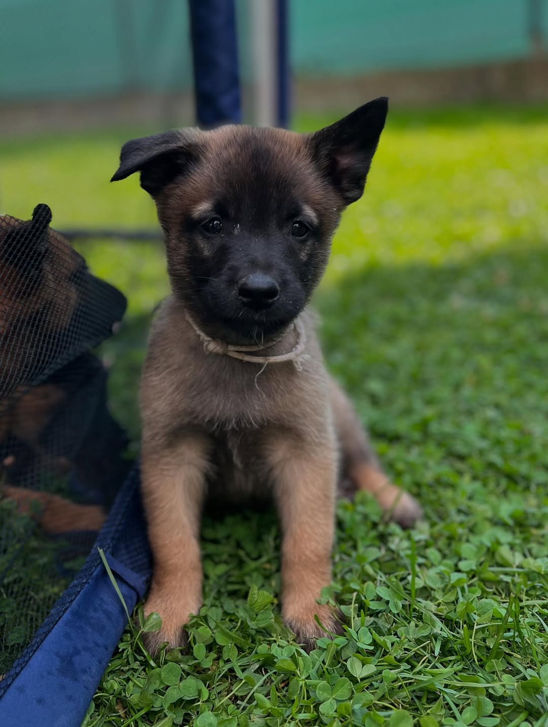 Belgian Malinois Puppies
