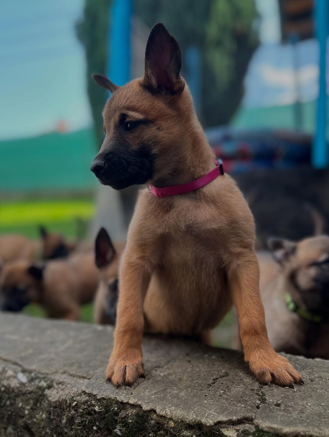 Belgian Malinois Puppies