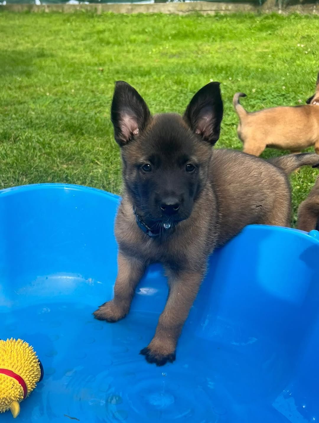 Belgian Malinois Puppies