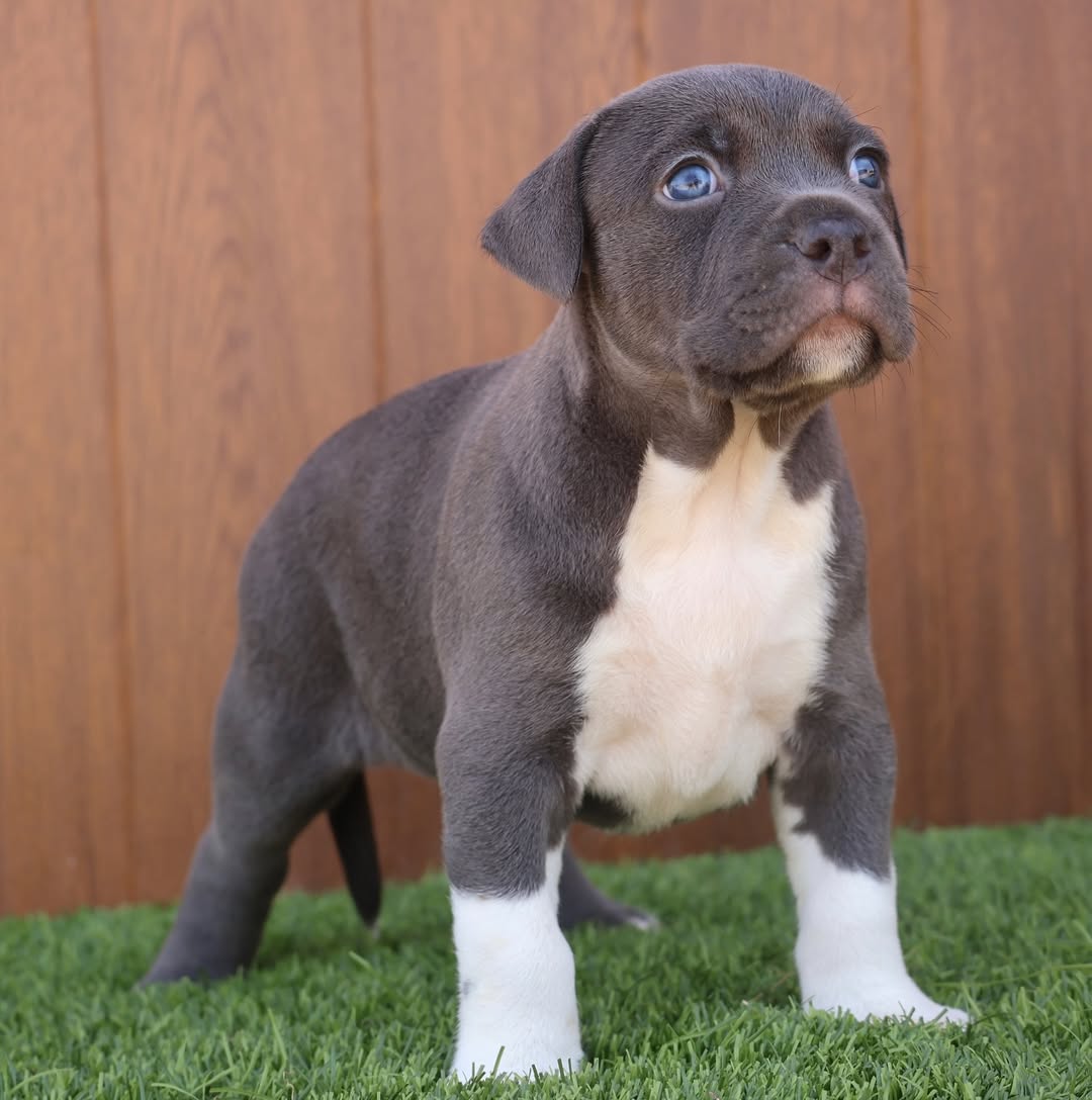 Pitbull puppies for sale 