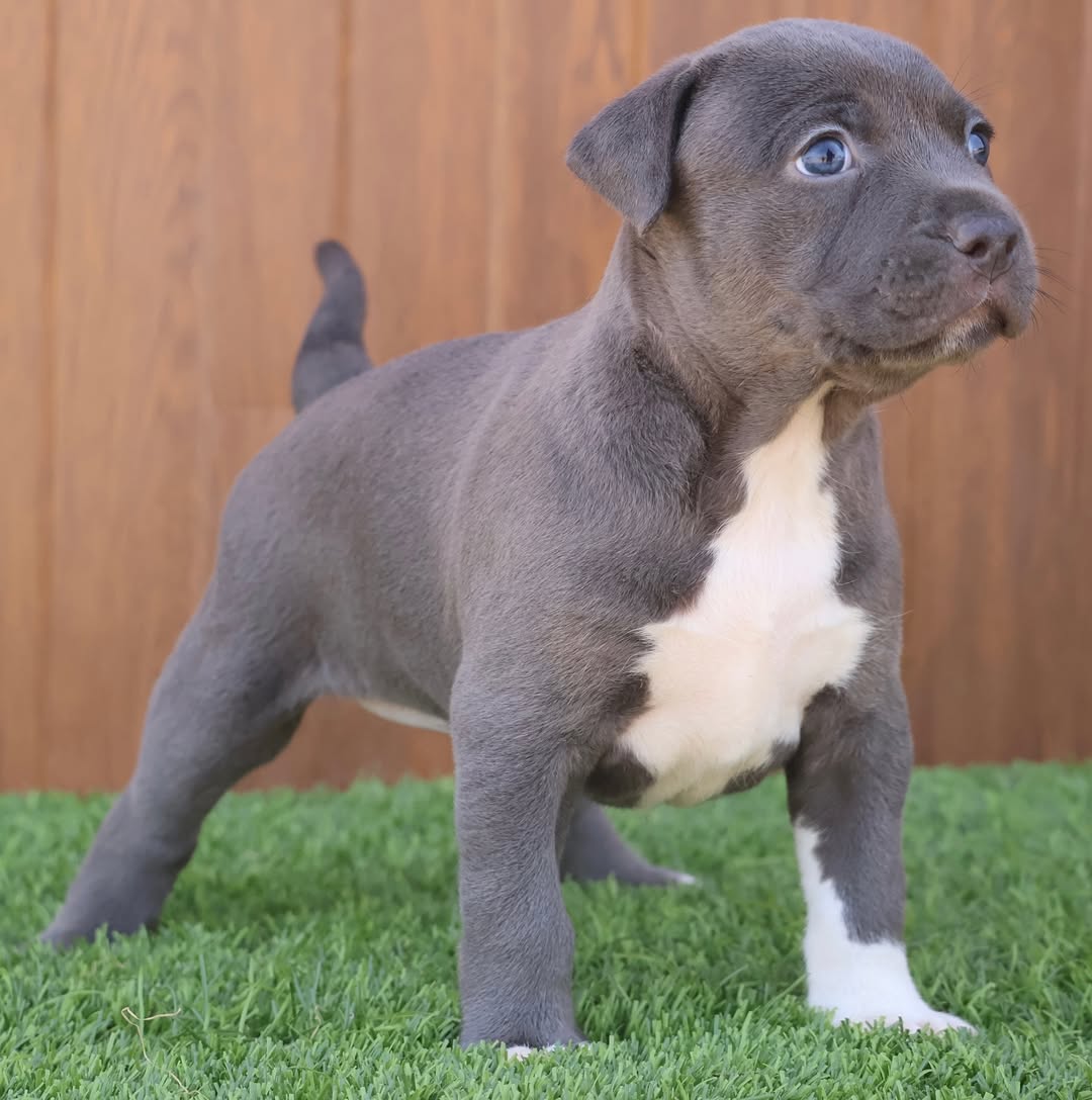 Pitbull puppy for sale 