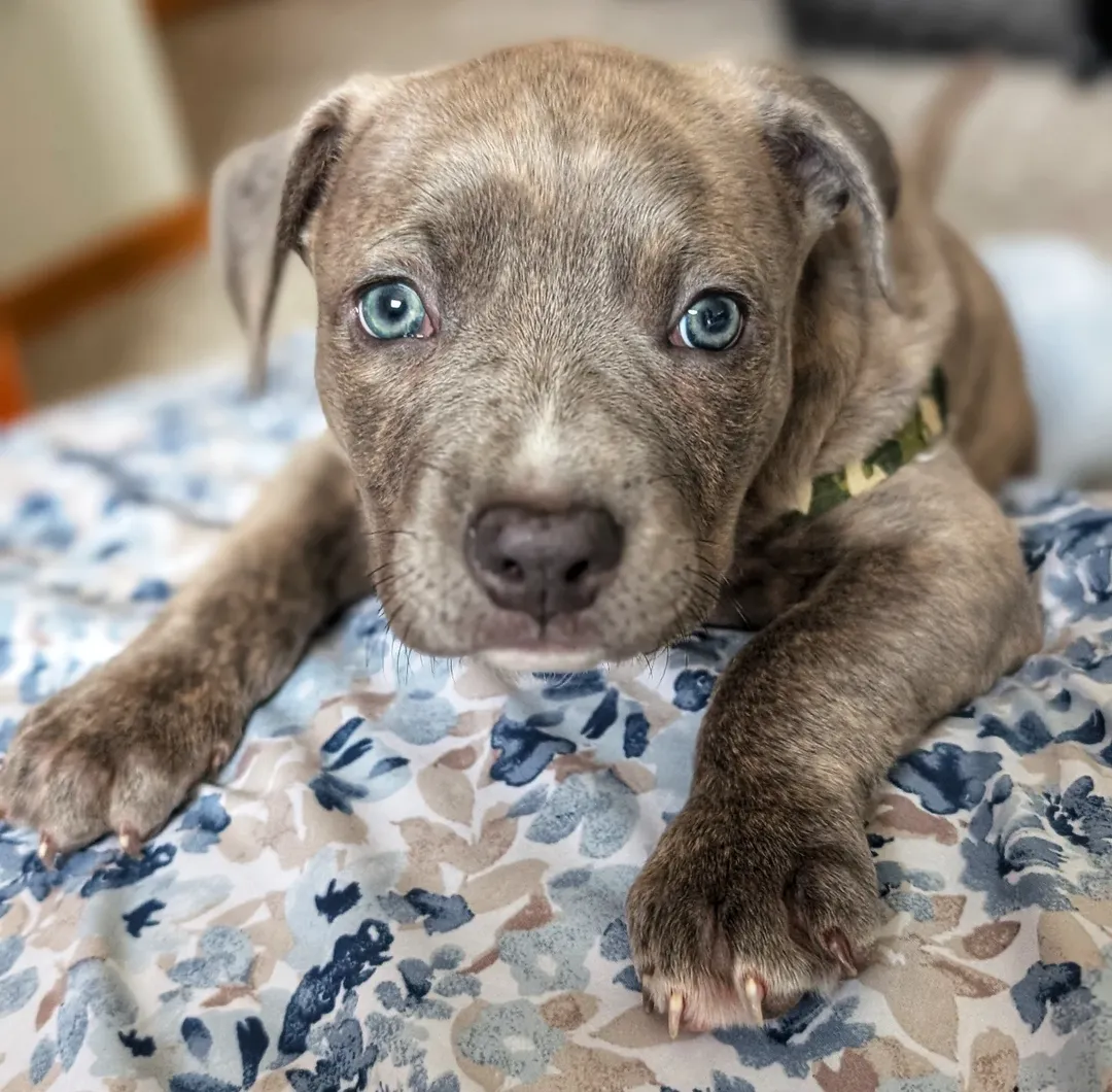 Pitbull adorable puppies  for free