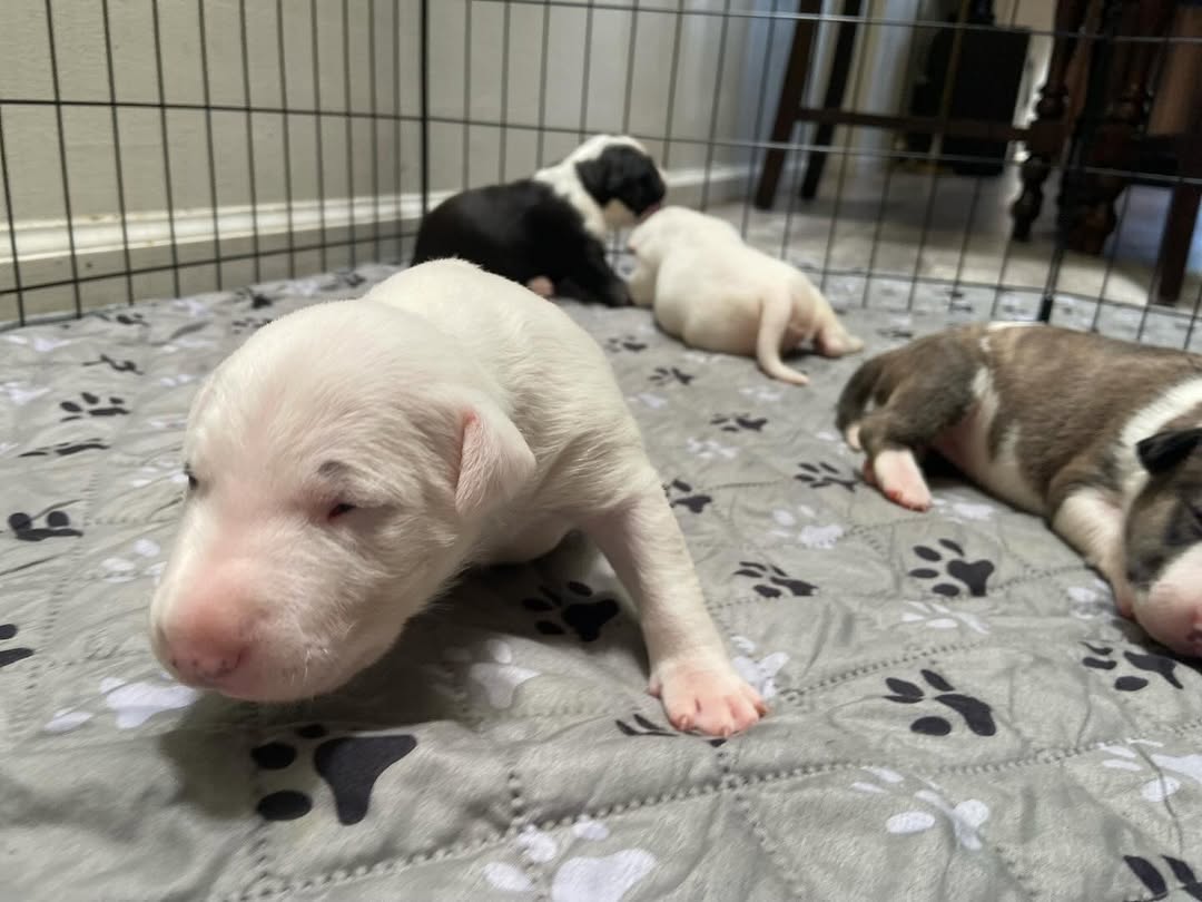 bull terrier puppy 