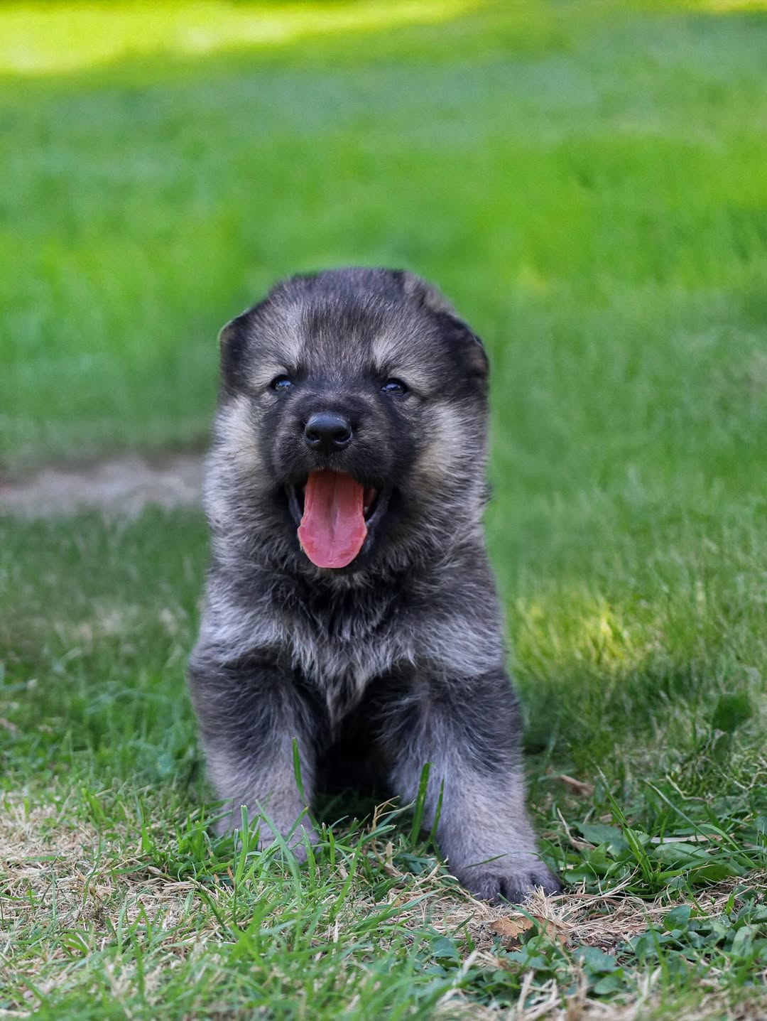 German Shepard puppies for sale 