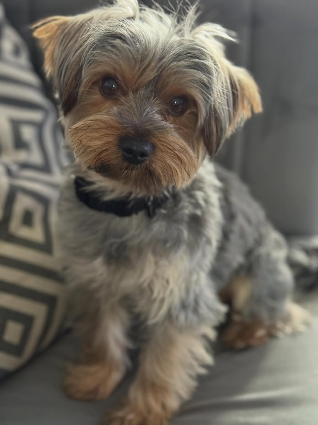 yorkie 