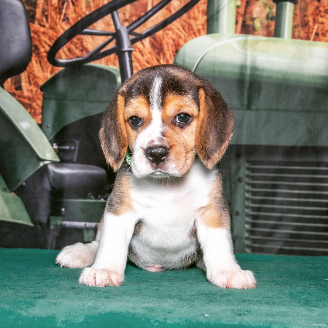 beagle puppies for free 