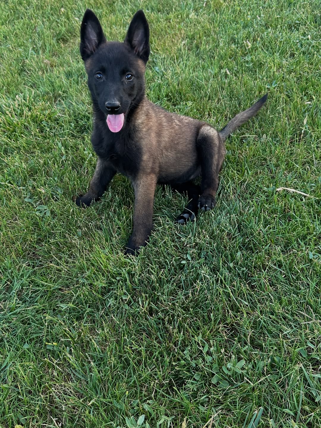 Belgian Malinois Puppies