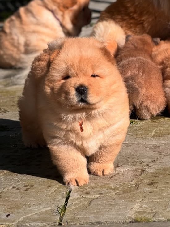 CHOW CHOW PUPPIES FOR FREE
