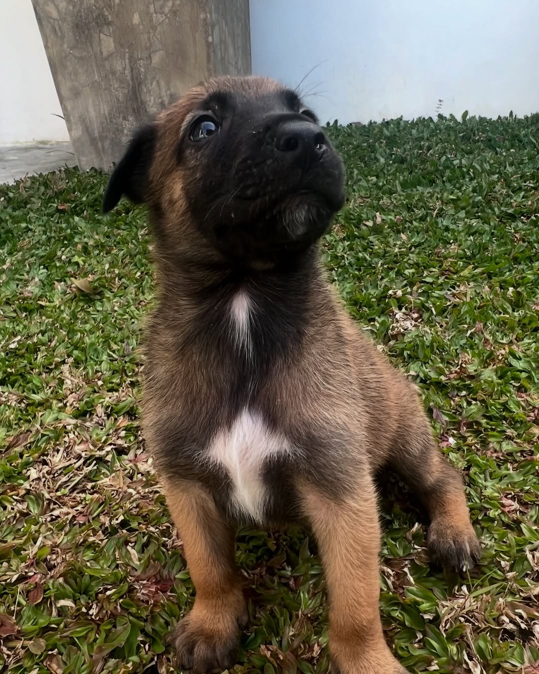 Belgian Malinois Puppies