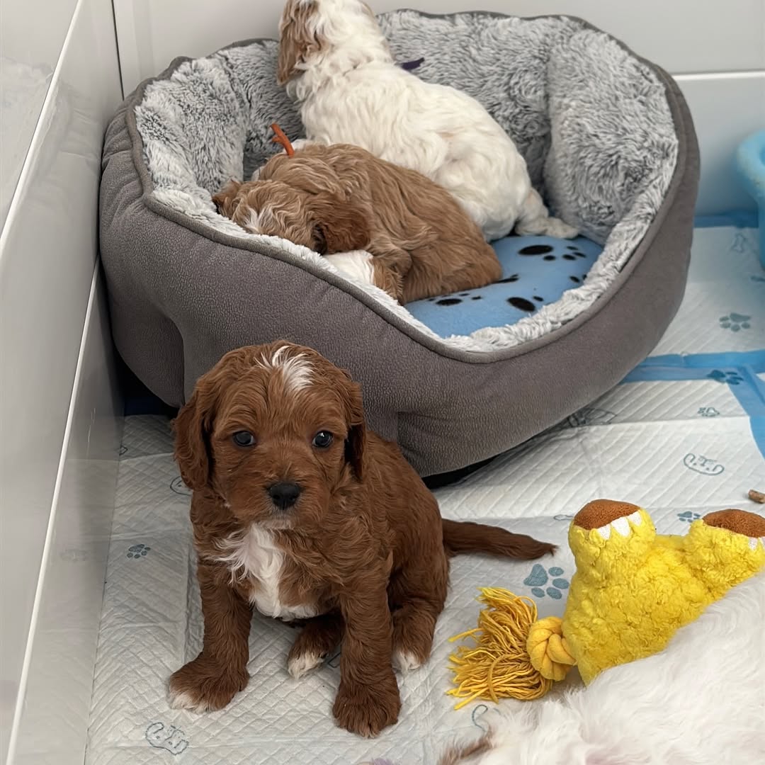 cavapoo puppies 