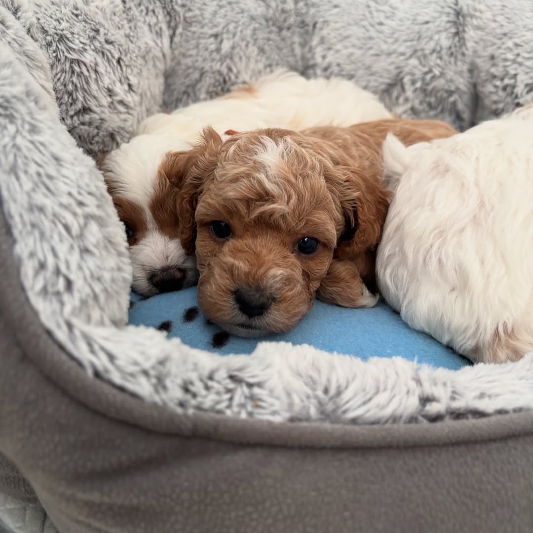 cavapoo puppies for sale 