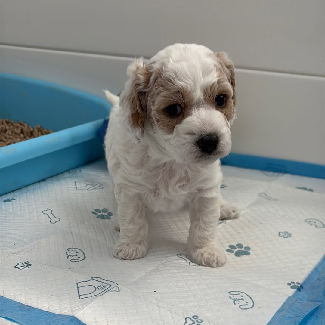 cavapoo puppies 